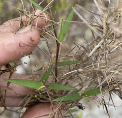 Dichanthelium patulum