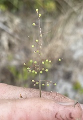 Dichanthelium patulum