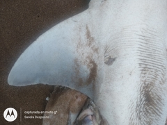 Notorynchus cepedianus