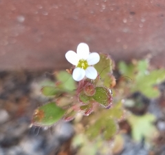 Saxifraga tridactylites