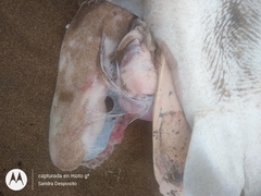 Notorynchus cepedianus