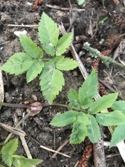 Aegopodium podagraria