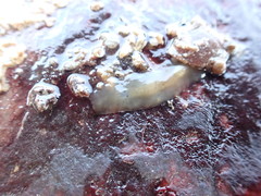 Leptoplanoidea