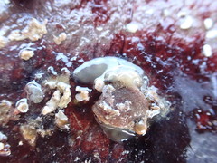 Leptoplanoidea