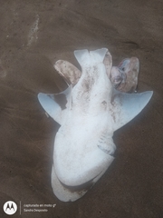 Notorynchus cepedianus