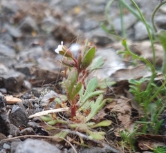 Saxifraga tridactylites