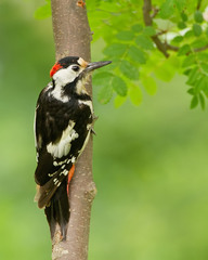 Syrian Woodpecker photo 2