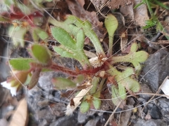 Saxifraga tridactylites