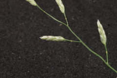 Eragrostis perplexa