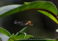 Sympetrum gilvum