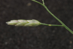 Eragrostis perplexa