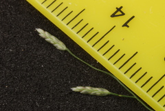 Eragrostis perplexa