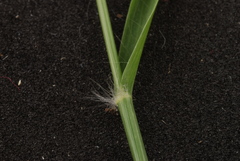 Eragrostis perplexa