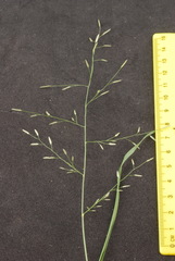 Eragrostis perplexa