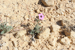 Erodium crassifolium
