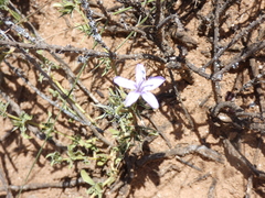 Barleria irritans