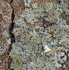 Hypotrachyna mcmulliniana