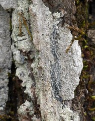 Nadvornikia sorediata