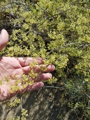 Galium angustifolium