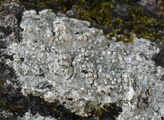 Pertusaria sinusmexicani