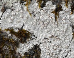 Pertusaria subpertusa