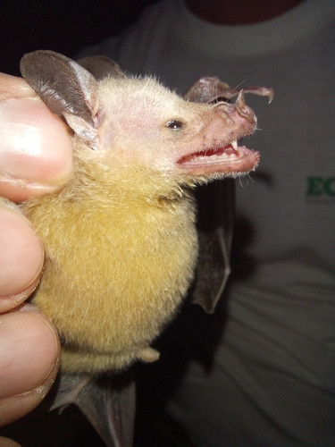 Buffy Flower Bat