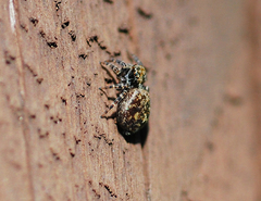 Pseudeuophrys iwatensis