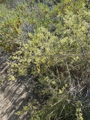 Galium angustifolium