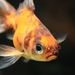 Goldfish - Photo (c) bengt-re, some rights reserved (CC BY-NC-ND)