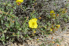 Helianthemum ventosum