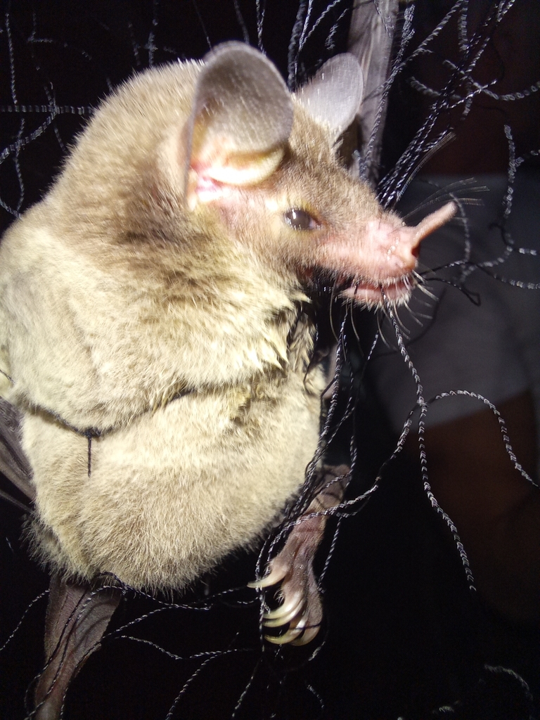 Leach's Single-leaf Bat
