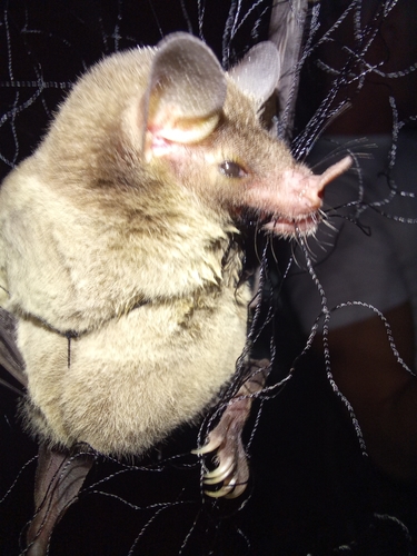 Leach's Single-leaf Bat