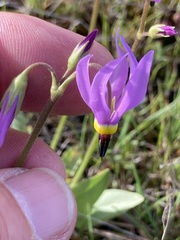 Primula poetica