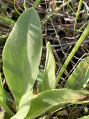 Primula poetica