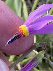 Primula poetica