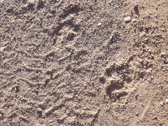 Genetta tigrina tigrina