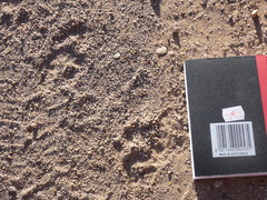 Genetta tigrina tigrina