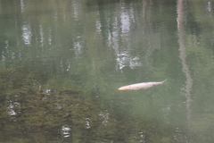 Cyprinus