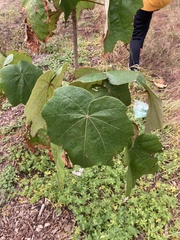 Chiranthodendron