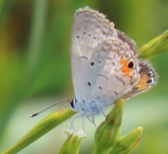 Eicochrysops messapus