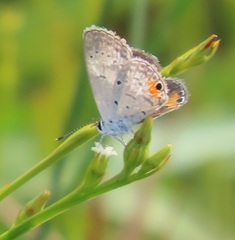Eicochrysops messapus