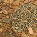 Puff Adders - Photo (c) Paul Cools, some rights reserved (CC BY-NC), uploaded by Paul Cools