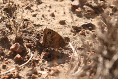 Pampasatyrus yacantoensis