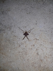 Krateromaspis dilatata