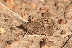 Pampasatyrus yacantoensis