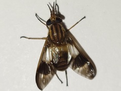 Chrysops reicherti