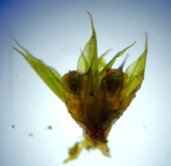 Tortula acaulon acaulon