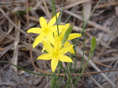 Hypoxis juncea