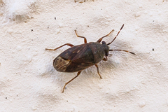 Stygnocoris