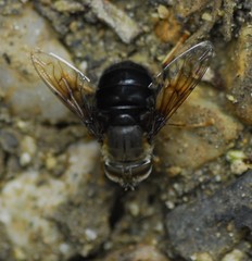 Copestylum mexicanum